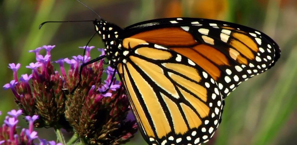 close-up image of a monarch butterfly on purple flowers