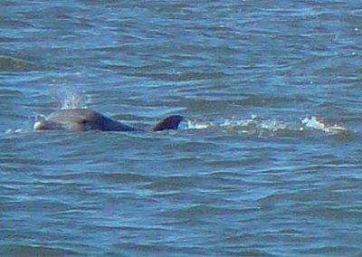 Cape May Nature-small whale in water