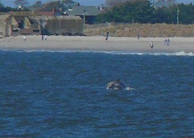 Cape May Nature- Dolphin