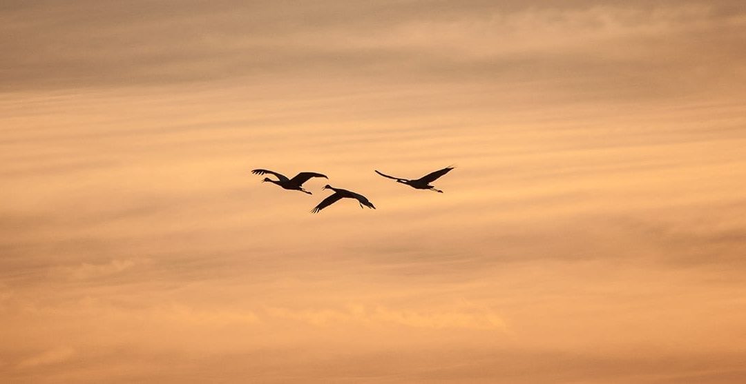 Calling All Bird Lovers To The Cape May Fall Festival