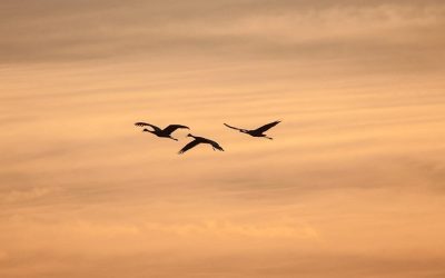 Calling All Bird Lovers To The Cape May Fall Festival