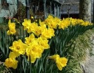 Spring into fun with Cape May’s Spring Festival