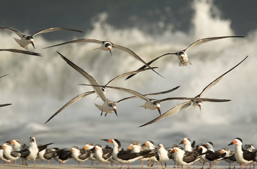 Things to do Outside in Cape May: Birding