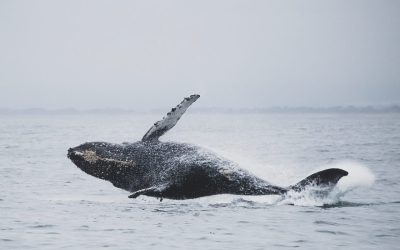 Nature in Cape May: Birding and Whale Watching