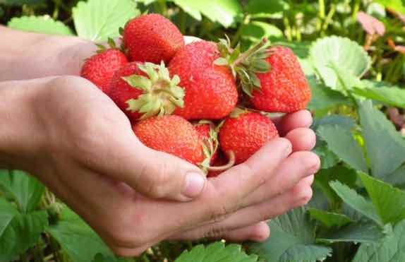 Cape May Strawberry Festival June 1, 2024.